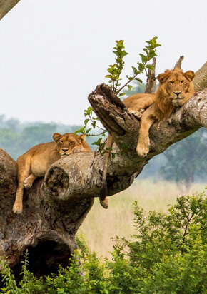 Safaris em Uganda